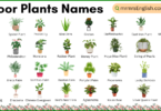 Indoor Plants names in English and Their Pictures