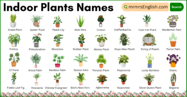 Indoor Plants names in English and Their Pictures