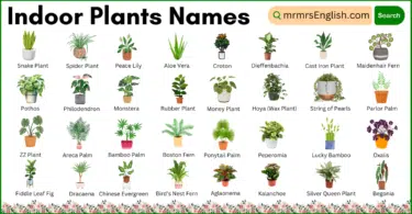 Indoor Plants names in English and Their Pictures