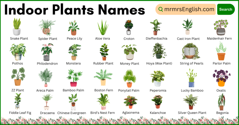 Indoor Plants names in English and Their Pictures