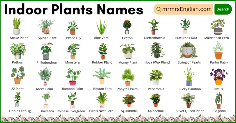 Indoor Plants names in English and Their Pictures