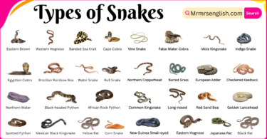 Types of Snakes names in English and their Pictures