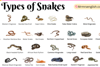 Types of Snakes names in English and their Pictures