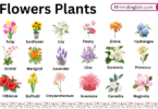 Flowers Plants Names in English with Their Pictures