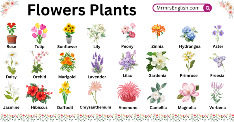 Flowers Plants Names in English with Their Pictures