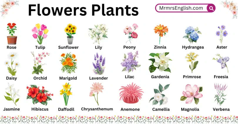 Flowers Plants Names in English with Their Pictures