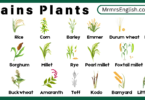 Grains plants Names in English and Their Pictures