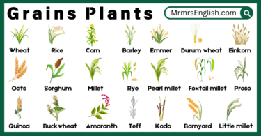 Grains plants Names in English and Their Pictures