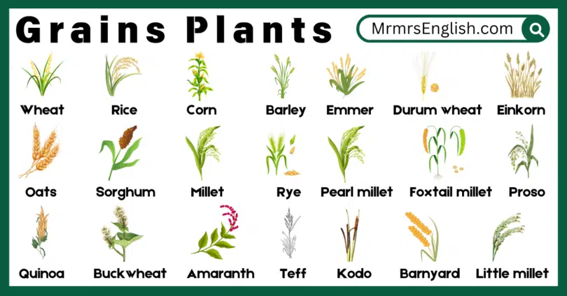 Grains plants Names in English and Their Pictures