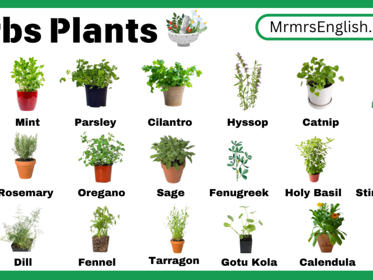 Herbs Plants Names in English with Their Pictures - MR MRS ENGLISH