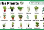 Herbs Plants Names in English with Their Pictures