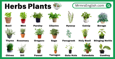 Herbs Plants Names in English with Their Pictures