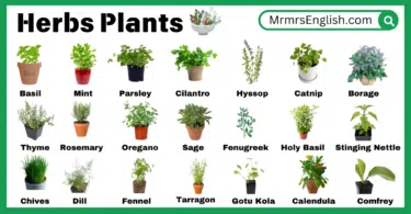 Herbs Plants Names in English with Their Pictures