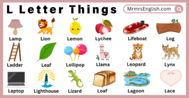 L letter things names in English with their Pictures