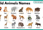 Common Wild Animals Names in English with pictures