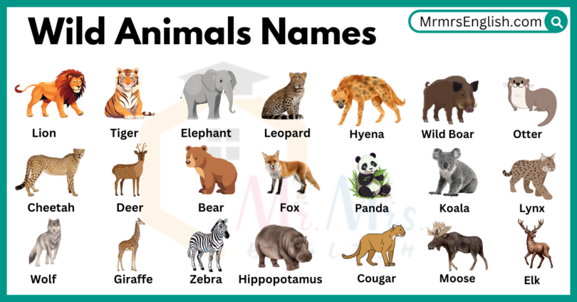 Common Wild Animals Names in English with pictures