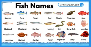 Different Types of Fish names in English and their Pictures