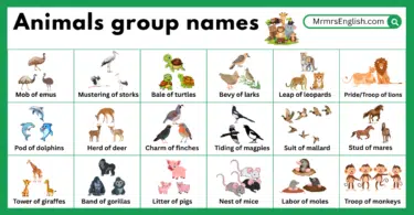 Animals groups names in English with their Pictures