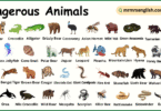 Dangerous Animals Names in English with Their Pictures