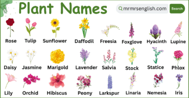 Plants Names in English with Their Pictures