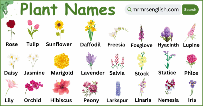 Plants Names in English with Their Pictures