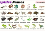 Reptiles Names in English with Their Pictures