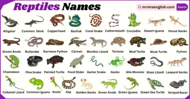 Reptiles Names in English with Their Pictures