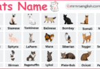 Types of cats Names in English with Their Pictures