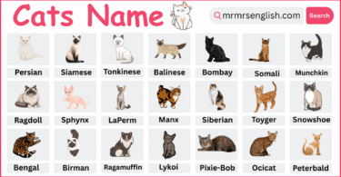 Breeds of Cats Names in English with their Pictures