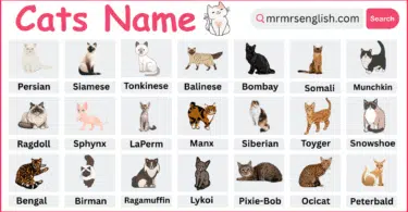 Breeds of Cats Names in English with their Pictures
