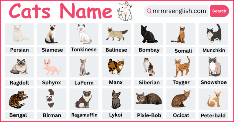 Breeds of Cats Names in English with their Pictures