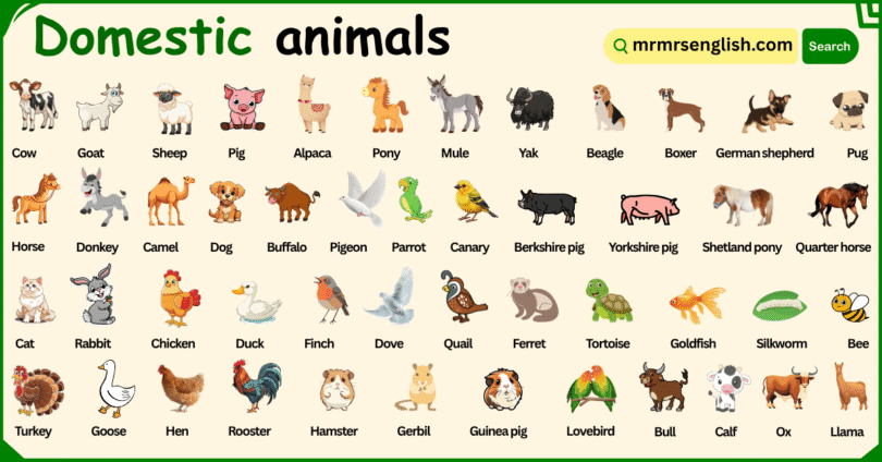 Domestic Animals Names in English with Their Pictures