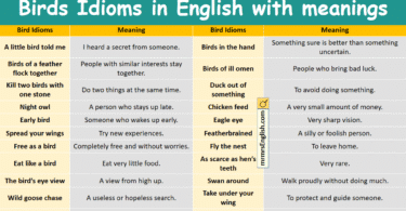 Bird Idioms in English with meanings and Pictures