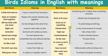 Bird Idioms in English with meanings and Pictures