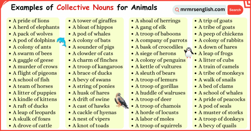 Examples of Collective Nouns for Animals in English with Pictures