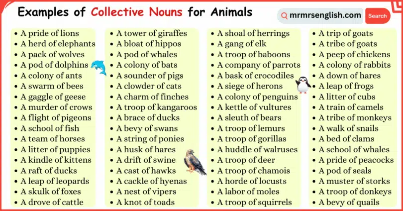Examples of Collective Nouns for Animals in English with Pictures