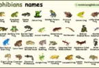 Amphibians Names in English with Their Pictures