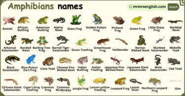 Amphibians Names in English with Their Pictures