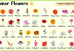 Summer Flowers Names in English with Their Pictures