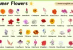 Summer Flowers Names in English with Their Pictures