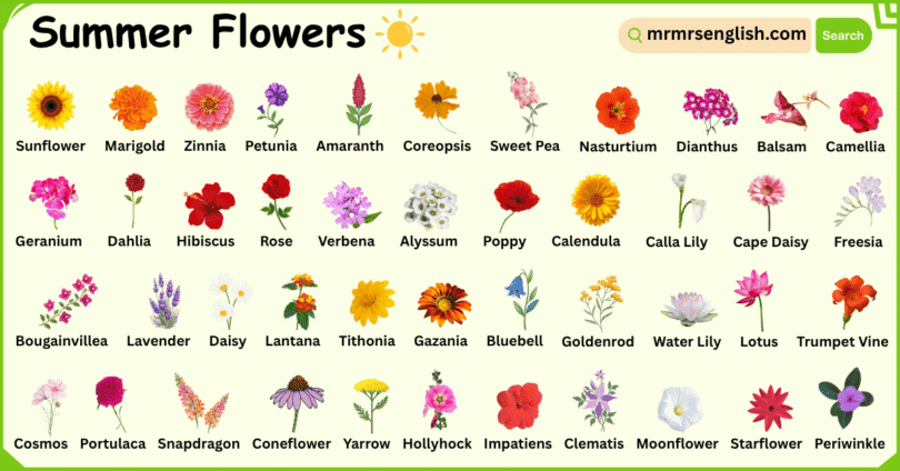 Summer Flowers Names in English with Their Pictures