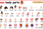 Woman Body Parts Names in English with Pictures