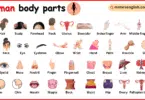 Woman Body Parts Names in English with Pictures