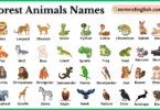 Forest Animals Names in English with Their Pictures