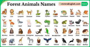 Forest Animals Names in English with Their Pictures