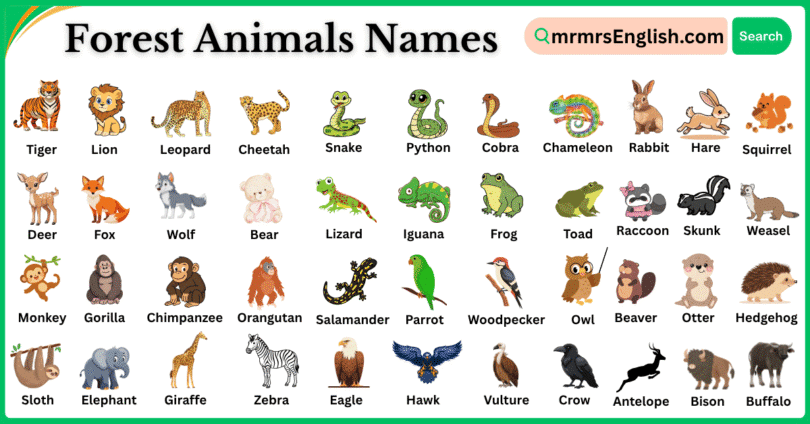 Forest Animals Names in English with Their Pictures
