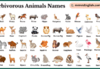 Herbivorous Animals Names in English with Pictures