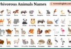 Herbivorous Animals Names in English with Pictures