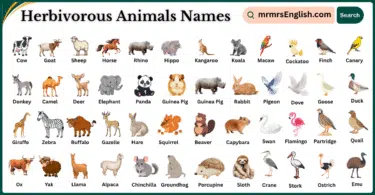 Herbivorous Animals Names in English with Pictures