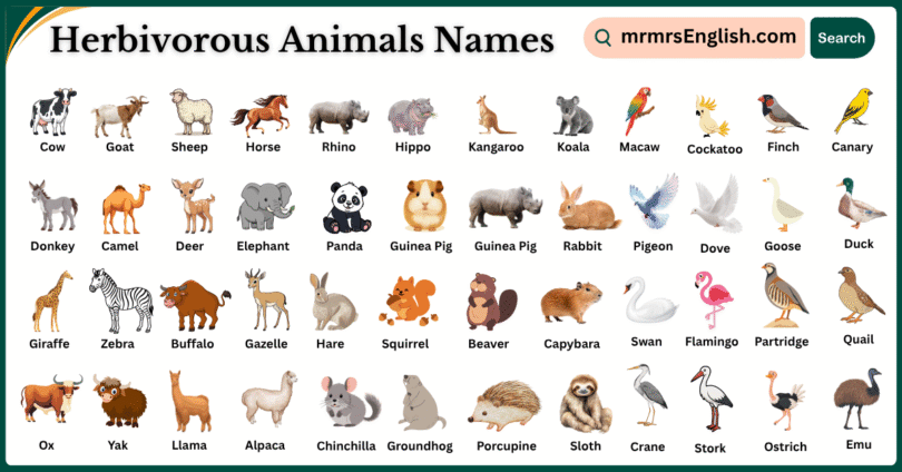 Herbivorous Animals Names in English with Pictures